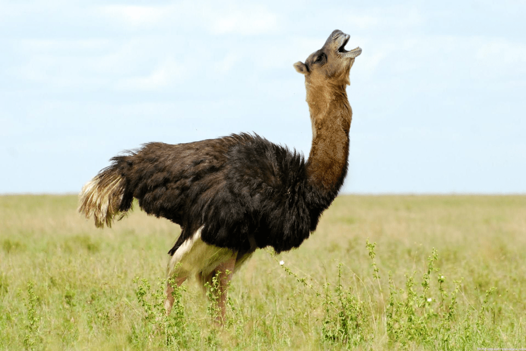 A strange hybrid animal with the body of an ostrich and the head and neck of a camel.